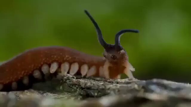 Velvet worm hunting a cockroach