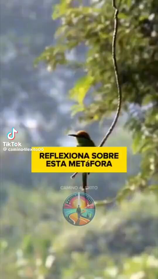 Confia en tus alas, no en la rama.