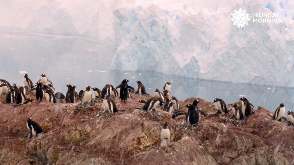 We leave you this Sunday morning in snowfall at the bottom of the Earth, with Gentoo penguins in Antarctica. Videographer: Lee McEachern.