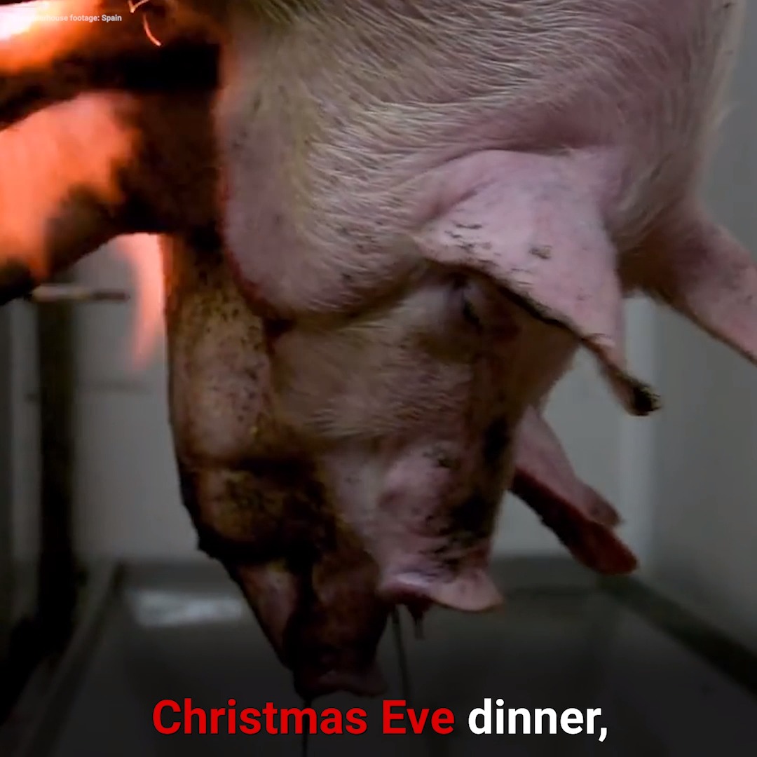 There's no humane way to slaughter someone for their flesh.