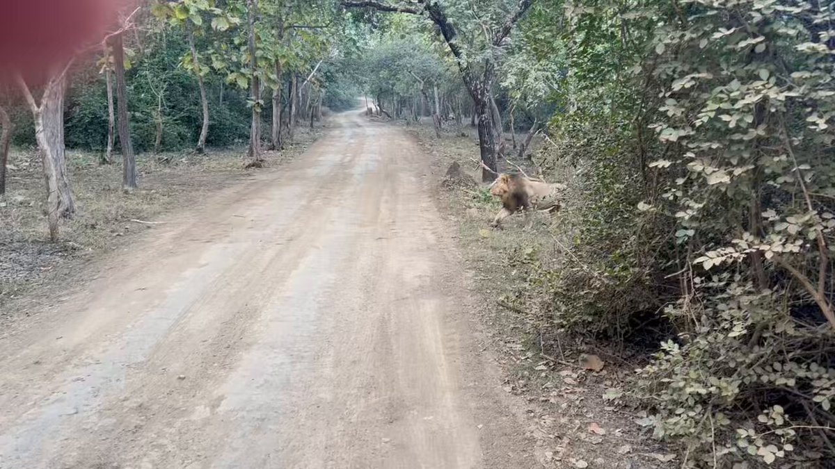 It was unbelievable, surreal &amp; a blessing to spot a LION walking so close past us during the safari in Gir. We spotted this Lion, A Lioness &amp; a Leopard on the prowl in a 3 hour safari which is an extremely rare &amp; fortunate event. Surely India is not for beginners. Amazing sight!