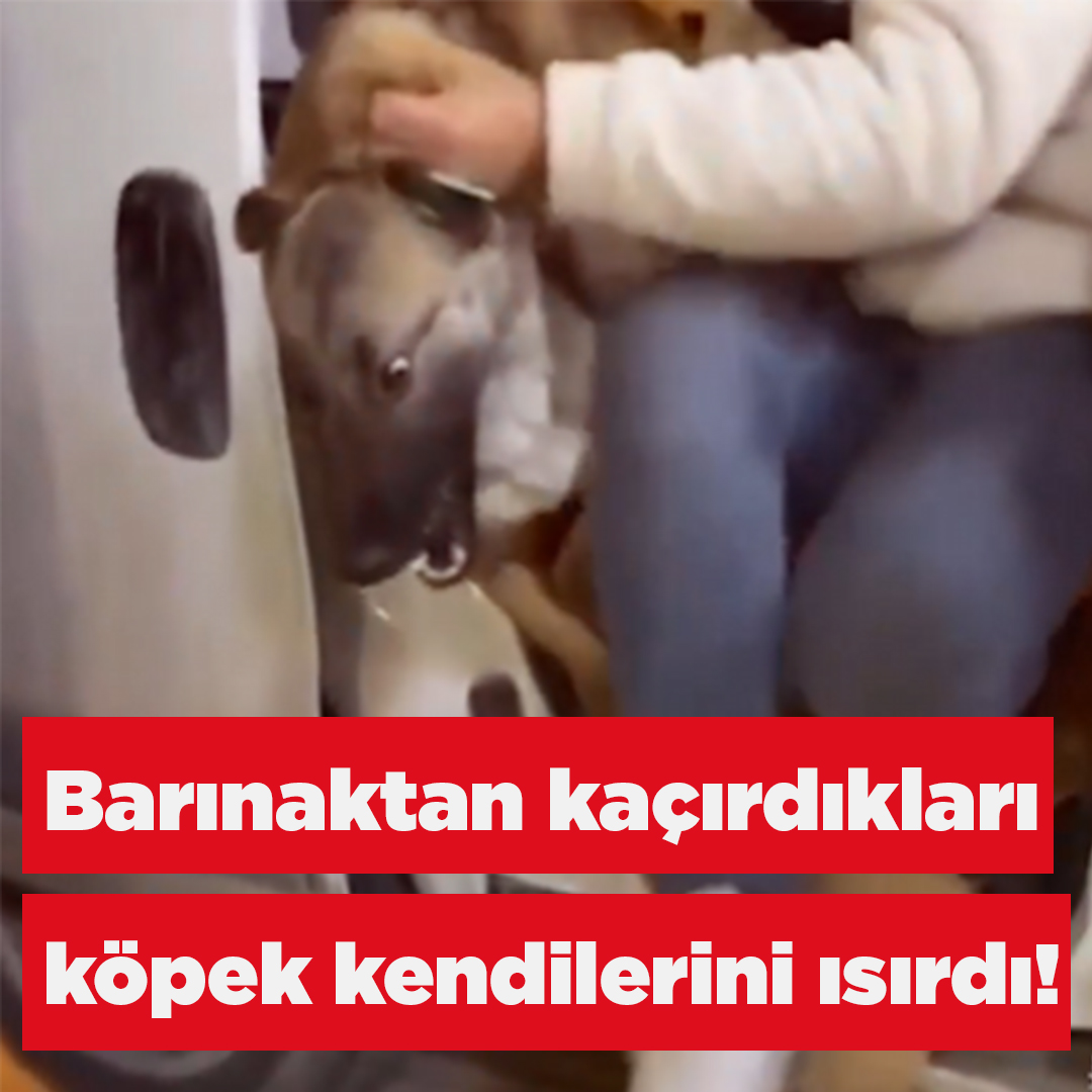 🔴 Barınaktan kaçırılan köpeklerden biri kaçıran kişiyi ısırdı! 📌 Mamak barınağından kaçırılan bir köpek kaçıran kişiyi ısırdığı anlar kameraya yansıdı.