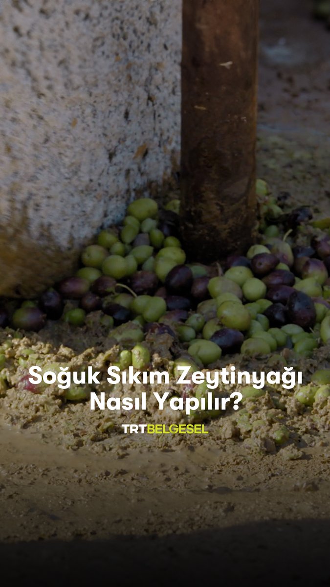Soğuk sıkım zeytinyağı nasıl yapılır? Muğla