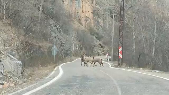 Dağ keçileri Dersim’in kutsaldır... #DağKeçilerineDokunma