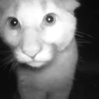 These rescued cougar cubs are still shy around people, but their playful side comes out at night.