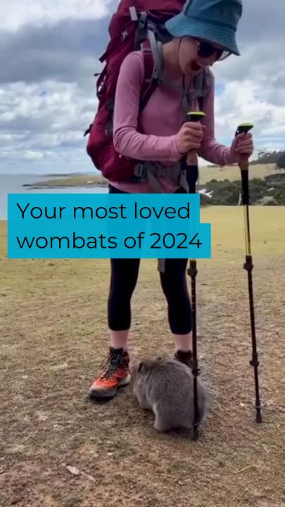 There are a million reasons to love wombats, and today we're giving you a few more. 💕 These are the #WombatWednesday wombats you loved most in 2024.