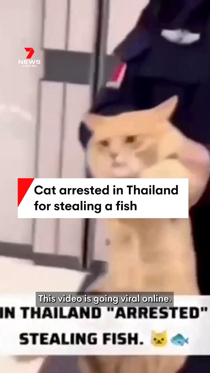 قناة 7NEWS الأسترالية: القبض على قِط في تايلند بتهمة سرقة سمكة كانت في كيس على دراجة نارية. حسب المتداول فإن عملية القبض تمت من أجل تحريز أدوات الجريمة فقط، وقد تم إخلاء سبيل القط لاحقاً بعدما أصبح الأمر قضية رأي عام وعرض الكثير تبنيه في منازلهم.