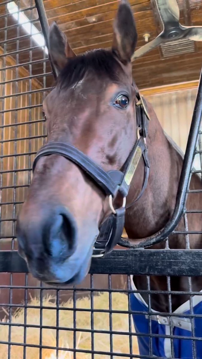 Just a nose boop with American Pharoah! 😍