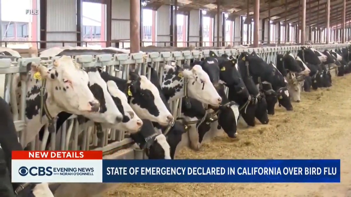 California has become the first state to declare a state of emergency as bird flu cases rise nationwide. More than half of the 61 human cases in the U.S. have been detected in the Golden State.