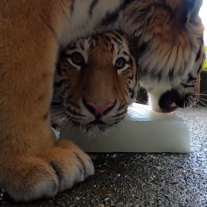 2024: The year in cuteness and rascality