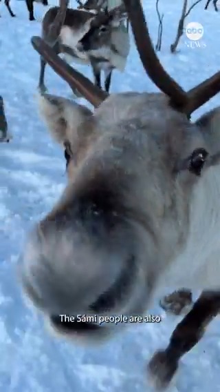 Running with reindeer: ABC's Ines de La Cuetara traveled to the Arctic to meet with the Sámi family that runs Tromsø Arctic Reindeer and learn more about reindeer, Sámi culture, and how Santa might be getting ready for his big day. More on Jill Carpenter and ABC News Live this Friday.