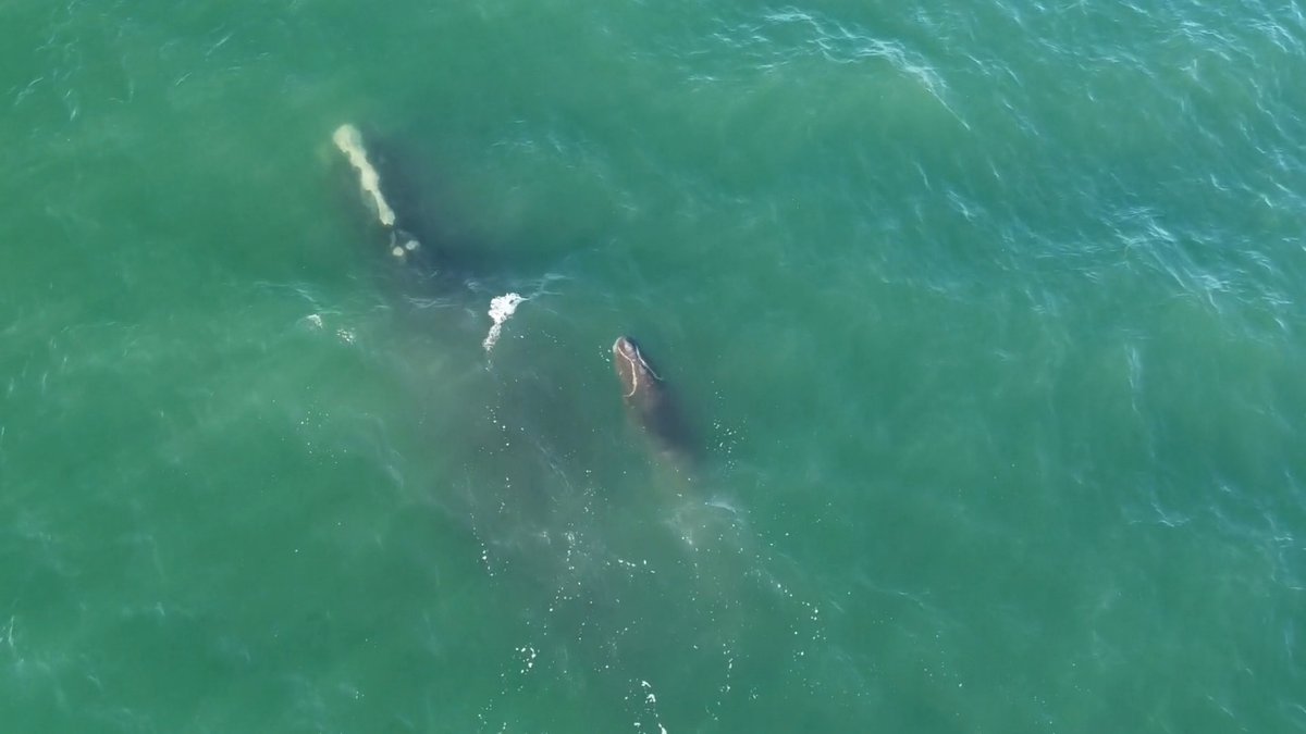 How cute is this? North Atlantic right whale #4540, a first-time mom, swims with her calf off the coast of Virigina. On December 18, 2024, aerial and vessel teams from HDR, Inc. saw the pair about 7 miles off Back Bay National Wildlife Refuge in Virginia: