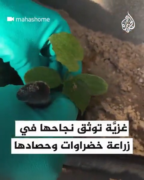 رغم شح الغذاء في شمال قطاع #غزة.. غزية توثق نجاحها في زراعة الخضروات وحصادها