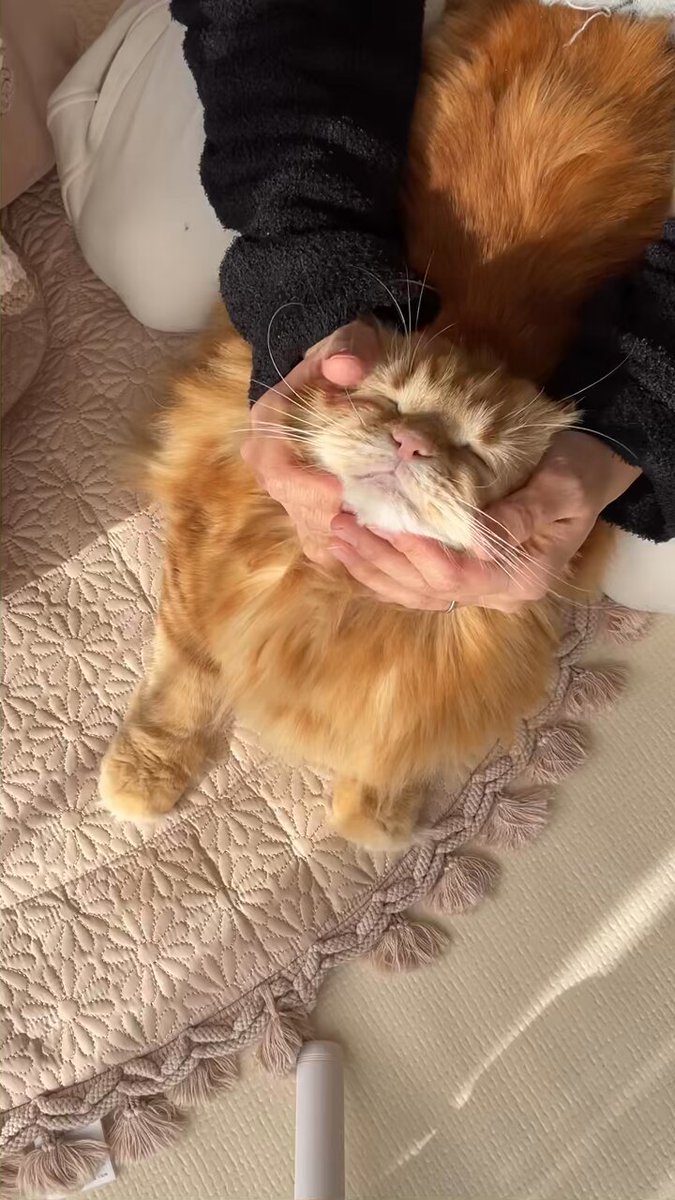 ちくわが鼻風邪ひいたので目薬いれてこねてます🥐かわいい。