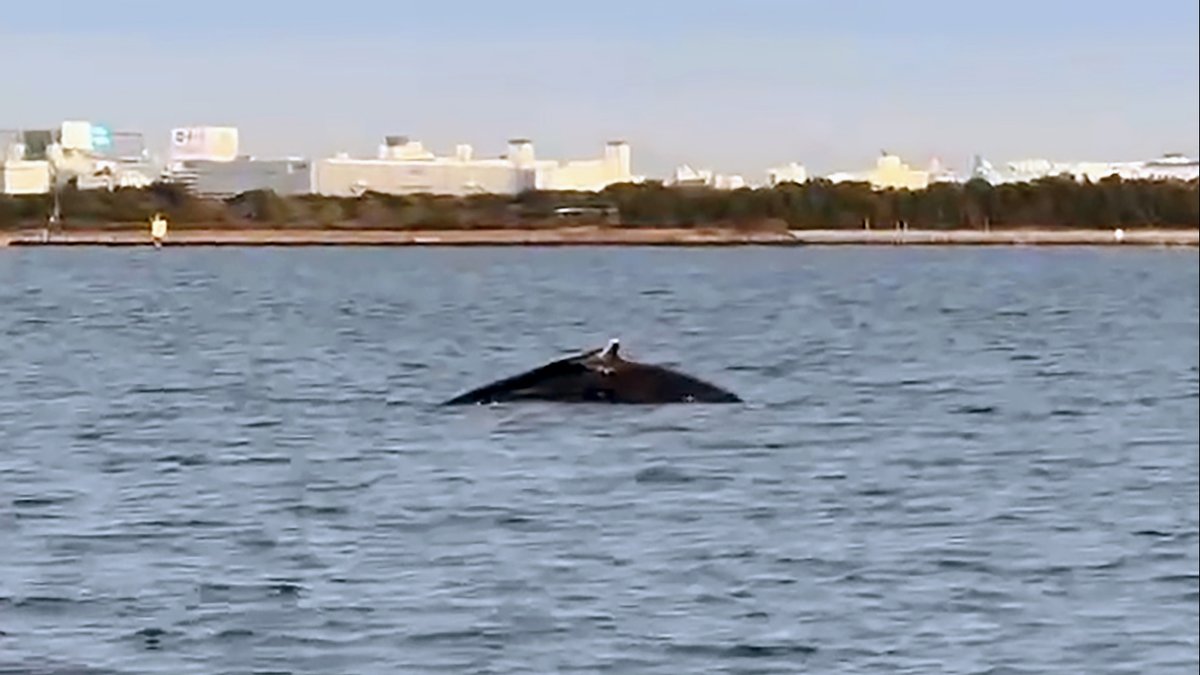 ディズニーリゾート沖にクジラ 潮吹き潜る 関連記事はこちらから→