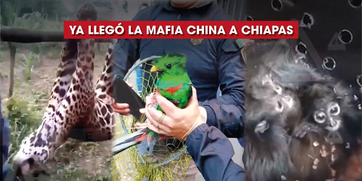 ¡Mafia china trafica especies en Chiapas! Redes internacionales, incluyendo la mafia china, están traficando jaguares, dragoncillos y salamandras en Chiapas. 🐆 Incluso extraen los genitales masculinos del jaguar para el mercado negro. #Chiapas