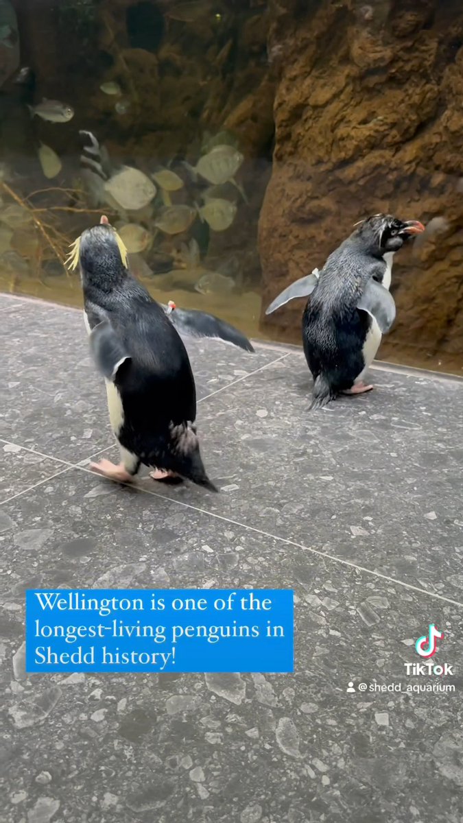 Wishing Wellington a very happy 37th hatch day! 🐧 There are many ways to celebrate Wellington with us! Reshare your favorite Wellington post or memory, come visit him and the penguin colony, become a member or make a one-time donation to Shedd — 🎁