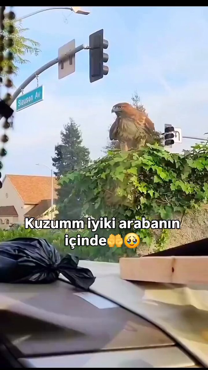 Akbaba ile minik kedi yavrusunun bir cam mesafelik yakınlığı: