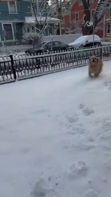 Glad to be back in Massachusetts, and Bailey’s glad for the snow!