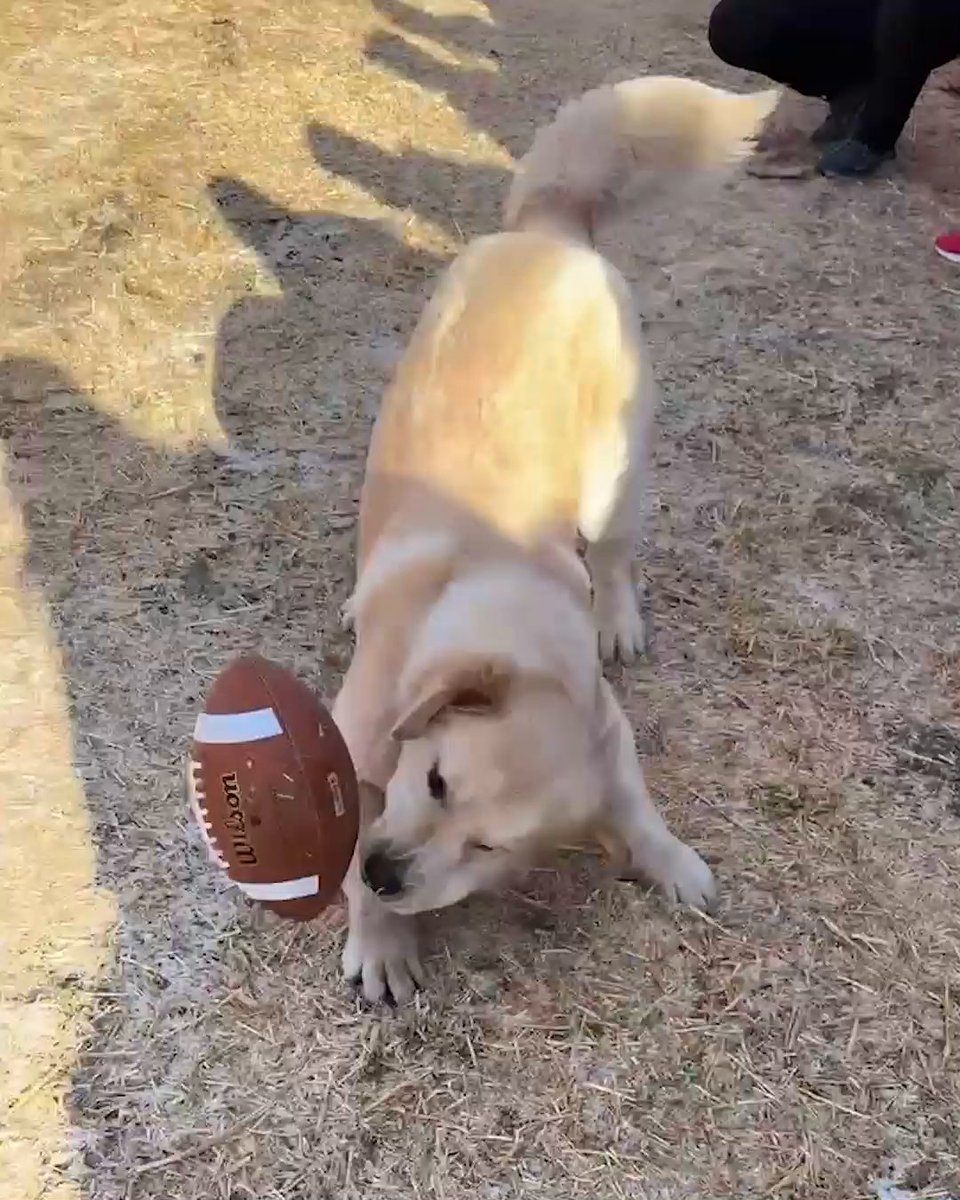 These fumbles and recoveries by Playoff Peter 😅 🐾 🏈 Kirk Herbstreit