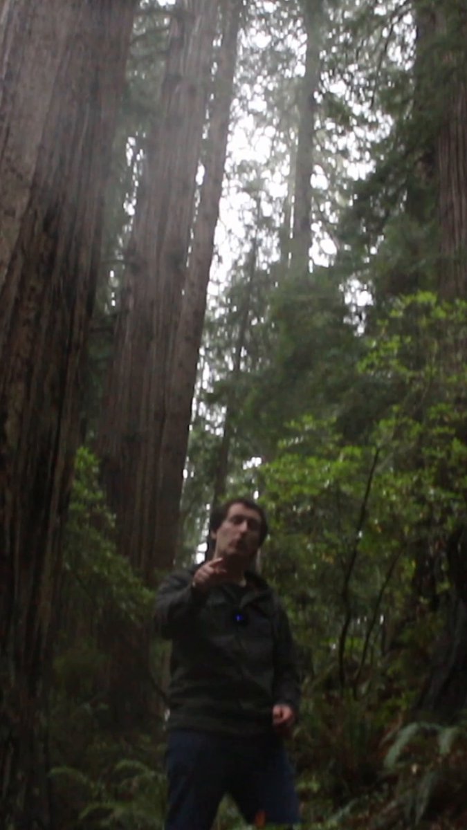 Join Ridic Acidic in the Redwoods, your new favorite Natural Wonder! 🌲