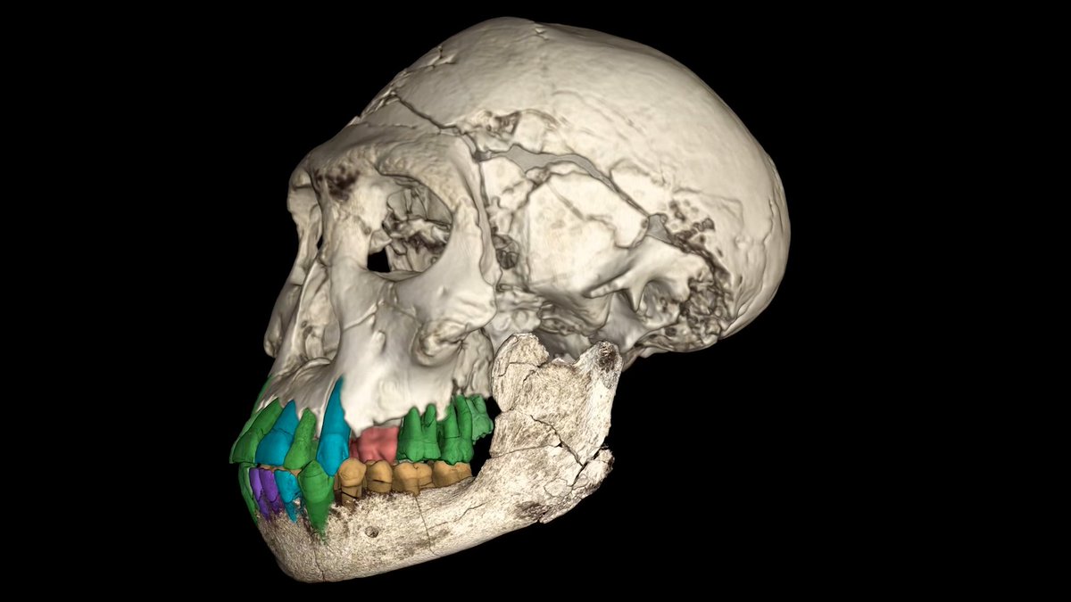 A study of an ancient youth’s teeth suggests a slow pattern of growth appeared at least 1.8 million years ago, half a million years earlier than any previous evidence for delayed dental development. Learn more: News from Science