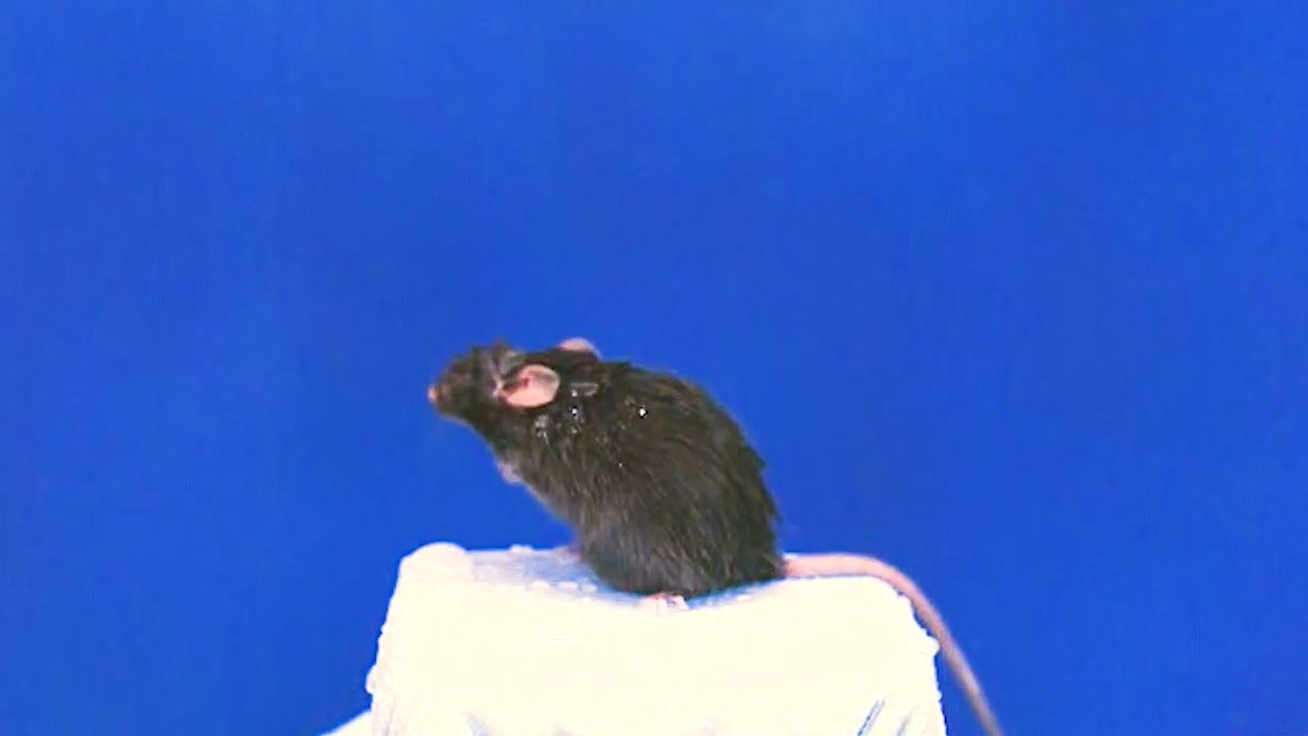 “Wet dog shakes”—a common reflex behavior shared among many hairy mammals and designed to expel water and irritants from their coats—happens when particular mechanoreceptors are activated, researchers studying mice report in Science. Learn more: