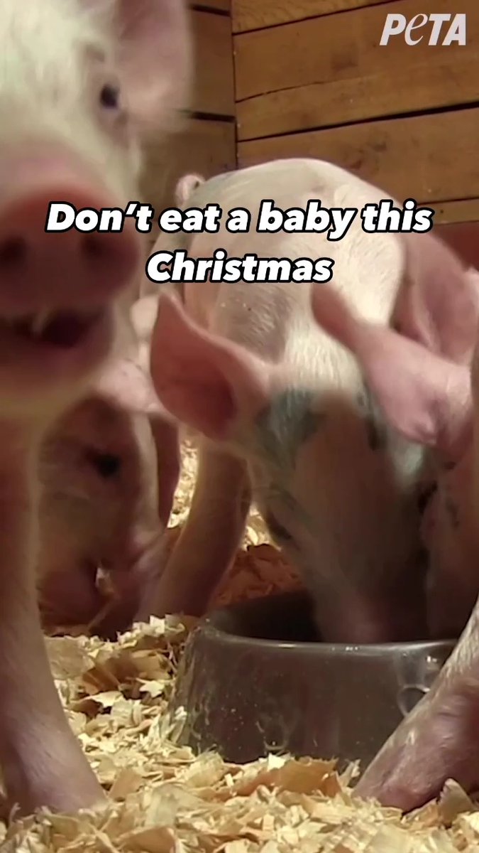Pigs are usually only a few months old when they’re killed for food.