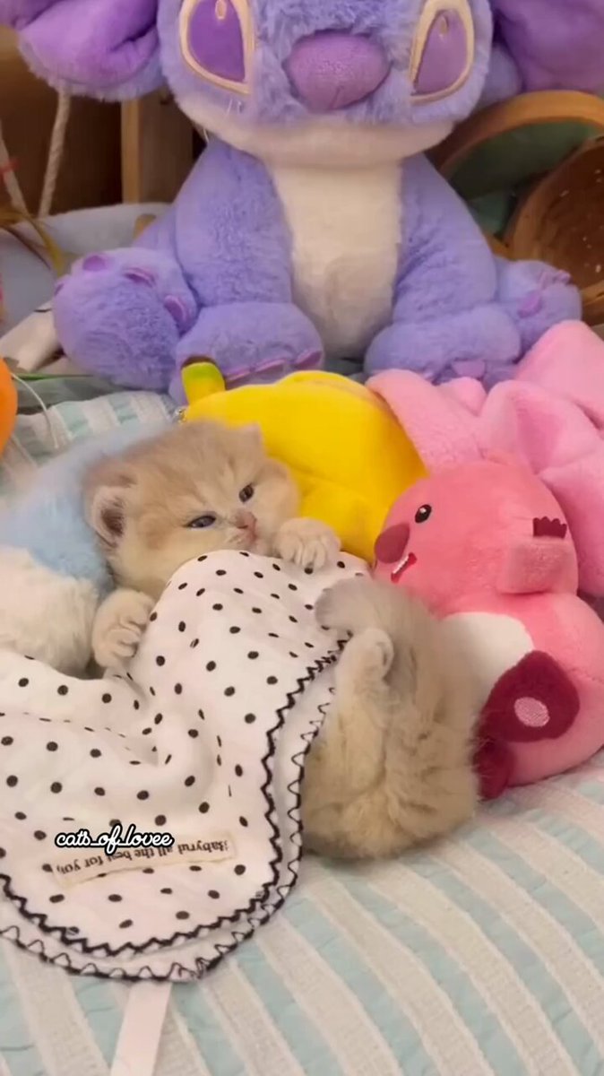Adorable overload 😍🥰