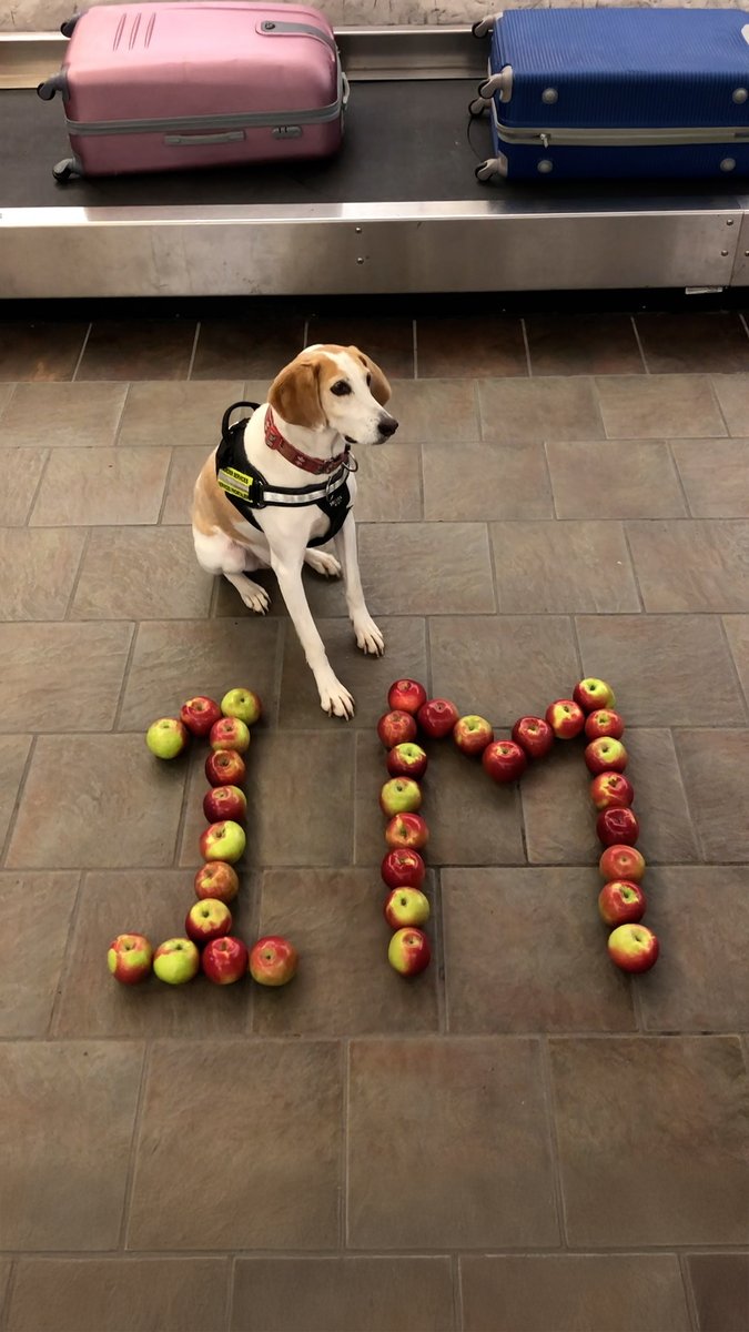 We’ve hit a combined 1 MILLION FOLLOWERS across all our social media accounts, and even our detector dogs are celebrating! 🐾 Thanks for staying connected with us for updates, tips, highlights &amp; more.