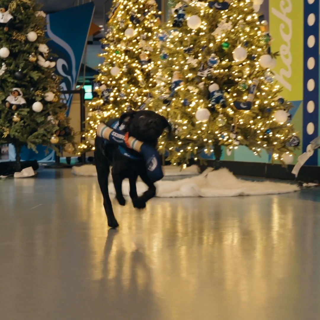 When FIN drops an ornament, who better to fetch it than our fearless Canucks Pup? 🐾 Eddie is here to save the holidays on his mission around Rogers Arena!