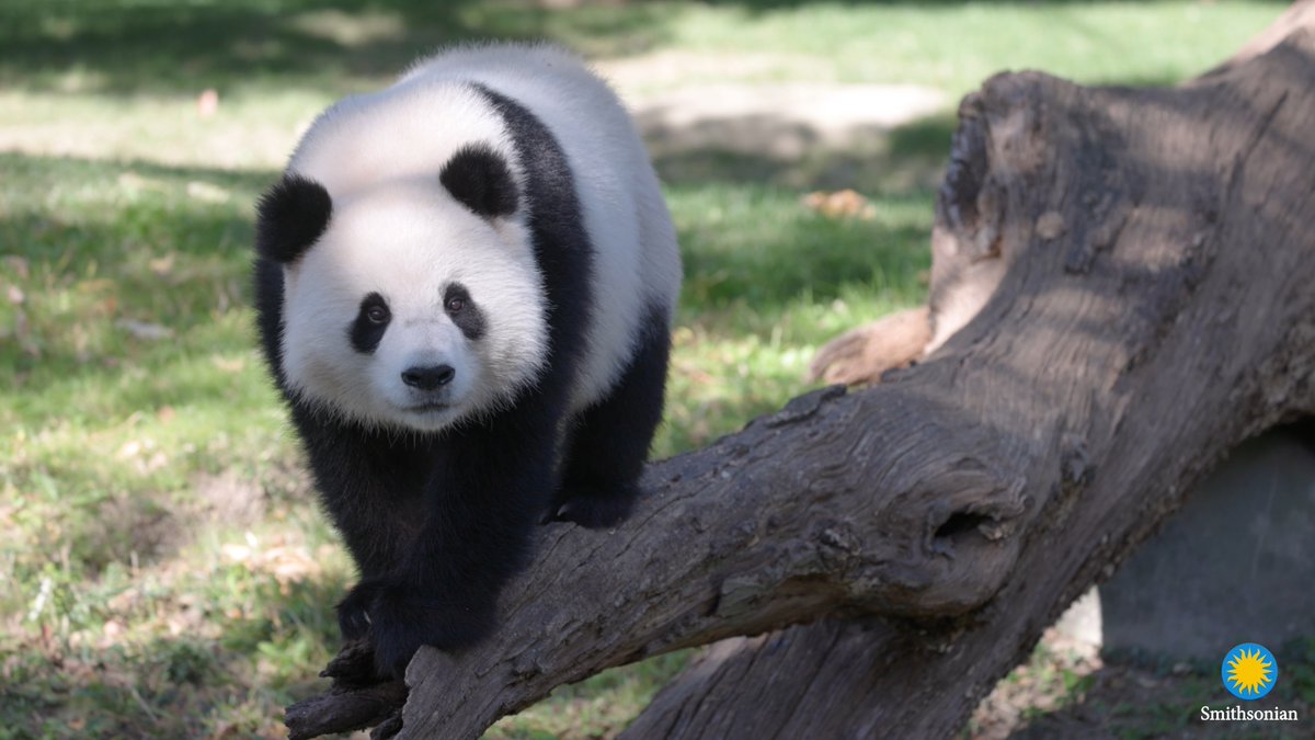🐼🎁🐼 Our gift to you: have yourself a merry little moment with giant pandas Bao Li and Qing Bao. Happy holidays from our wild family to yours! . . . 🐾 Follow #DCPandas for updates, and meet our pandas when they make their giant debut Jan. 24, 2025. LEARN MORE: