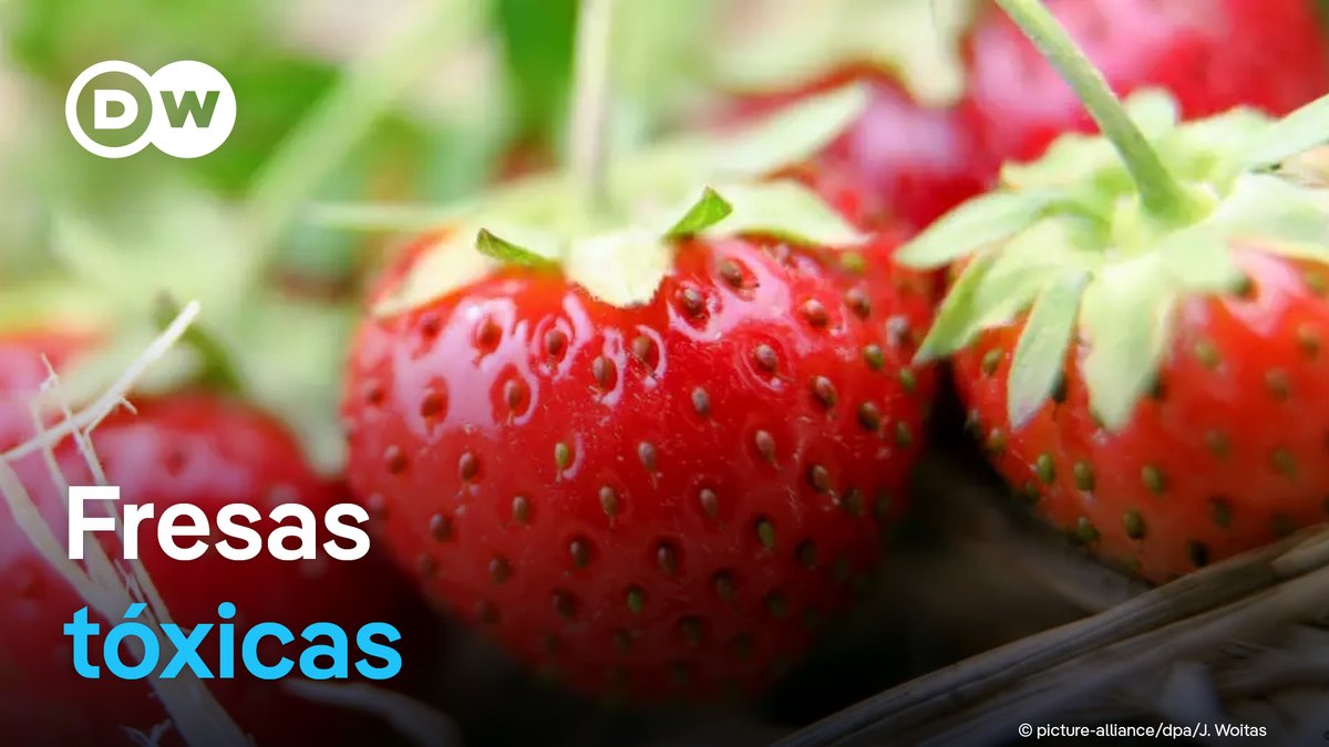 Los peruanos consumen fresas con altos niveles de pesticidas Así lo reveló un estudio de laboratorio en fresas de cinco mercados limeños que concluyó que las fresas superaban hasta 13 veces los niveles legales de pesticidas. /jra