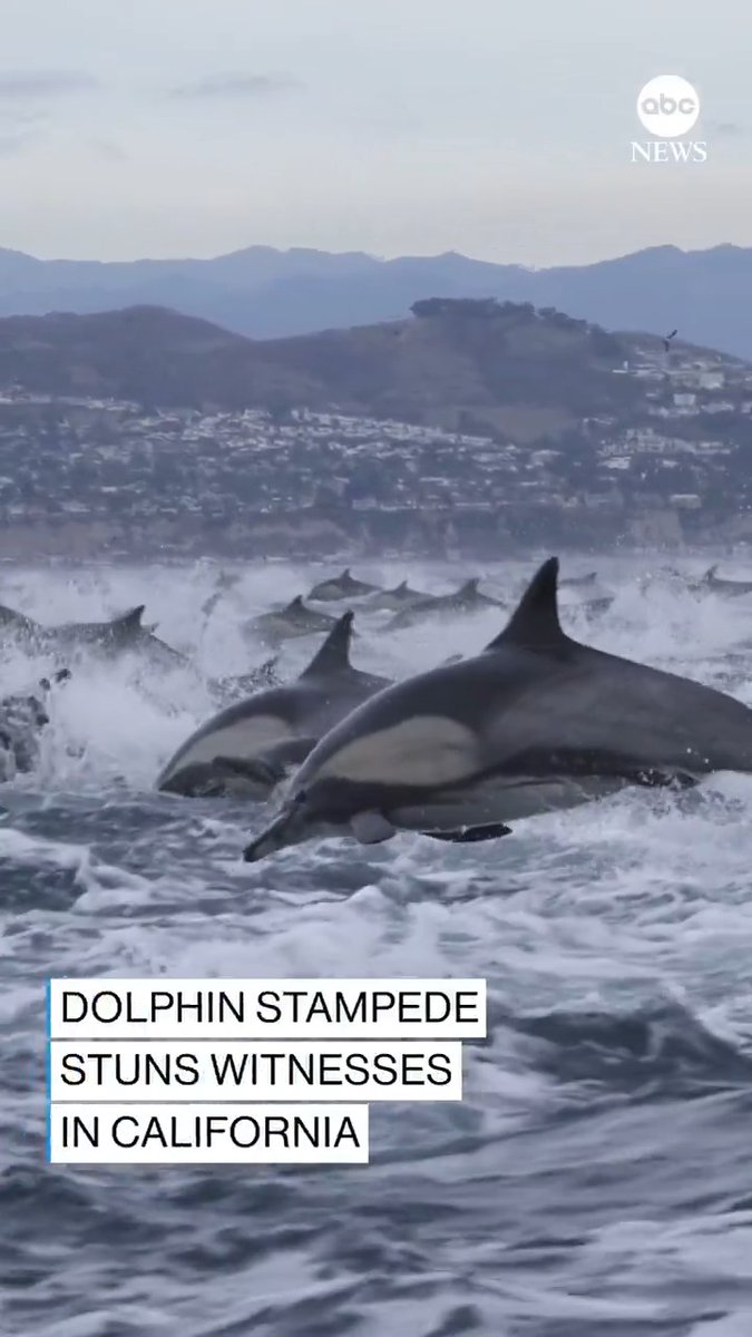A mesmerizing "dolphin stampede" was captured on video off the coast of Dana Point in Southern California, with around 5,000 dolphins swimming through the water on top of each other, according to touring company Capt. Dave’s Whale Watching.