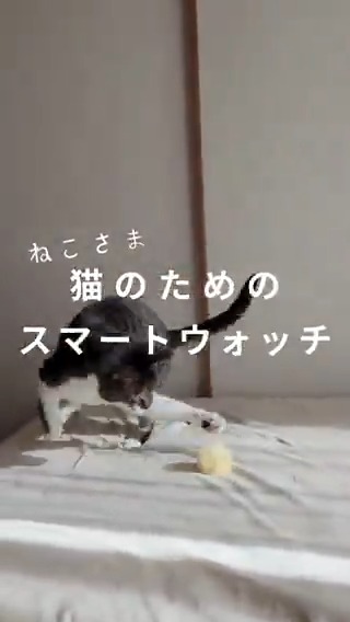 猫のウェルビーイング向上のための 「安静時呼吸数」機能搭載💡 ふわふわのシュシュベルトも新色追加🐱