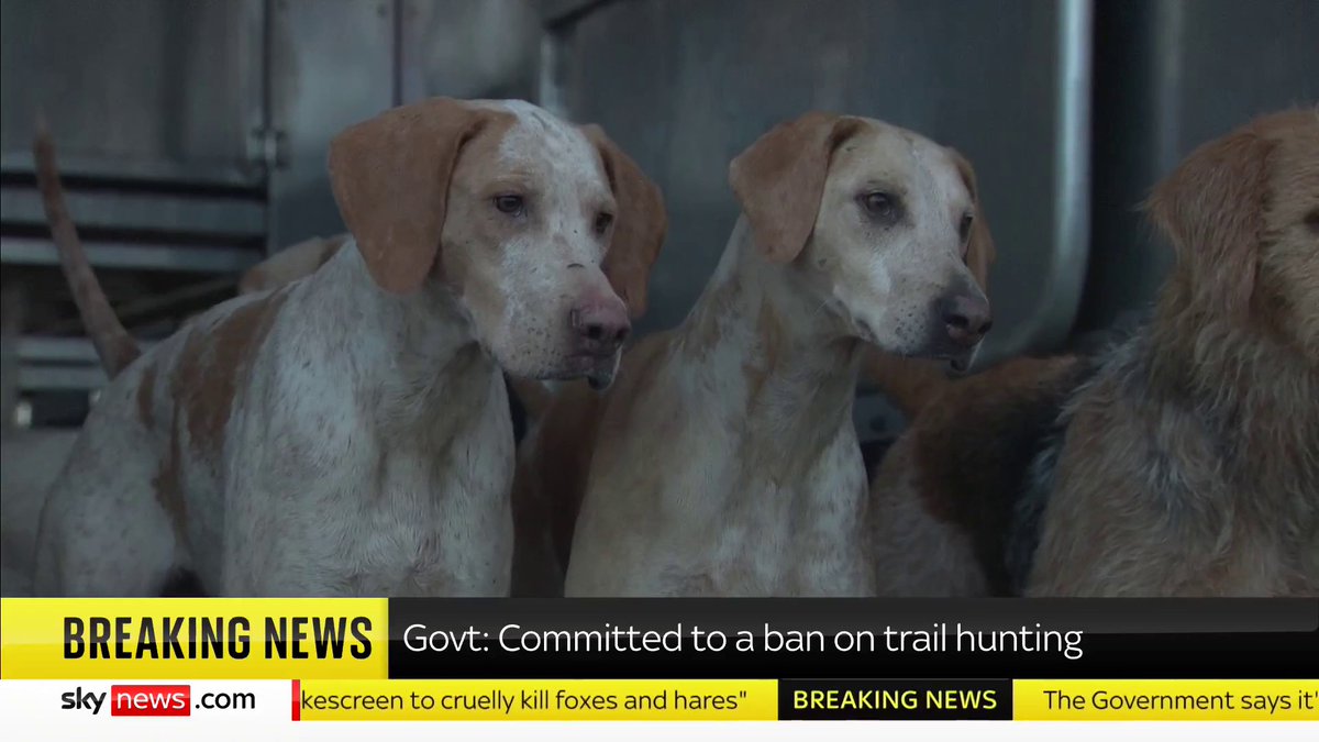 A spokesperson for the Environment Department confirmed the Government plans to ban trail hunting "We are committed to a ban on trail hunting, which is being exploited as a smokescreen to cruelly kill foxes and hares", they say 📺 Sky 501