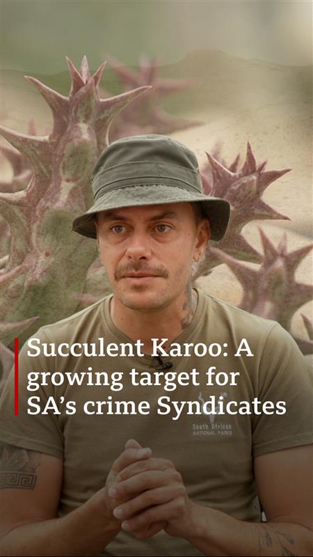 South Africa has become a hub for the illegal trade in protected plant species. During the COVID lockdown, foreign collectors turned to locals, leading crime syndicates to exploit the situation, organizing large-scale plant poaching.
