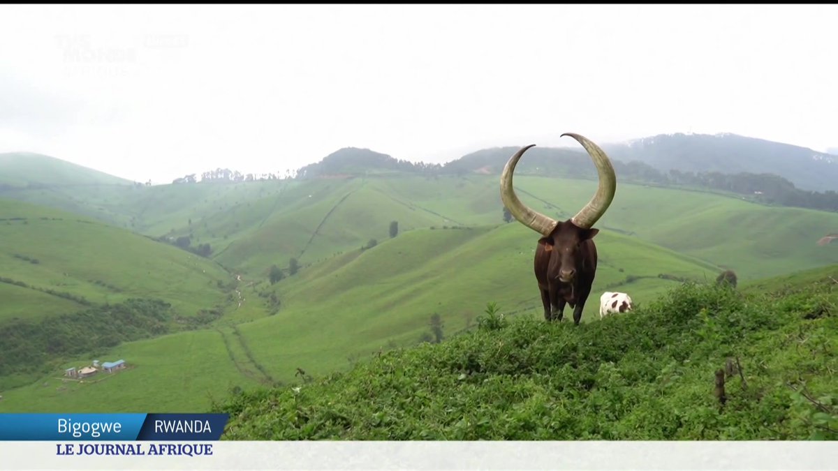 Allons au Rwanda à présent, pour s'intéresser à une vache sacrée en Kyniarwanda : l'inyambo, représentant la richesse et la prospérité. Malgré la menace d'une disparition due au recul des traditions, les Rwandais se mobilisent pour redonner à cet animal ses lettres de noblesse.