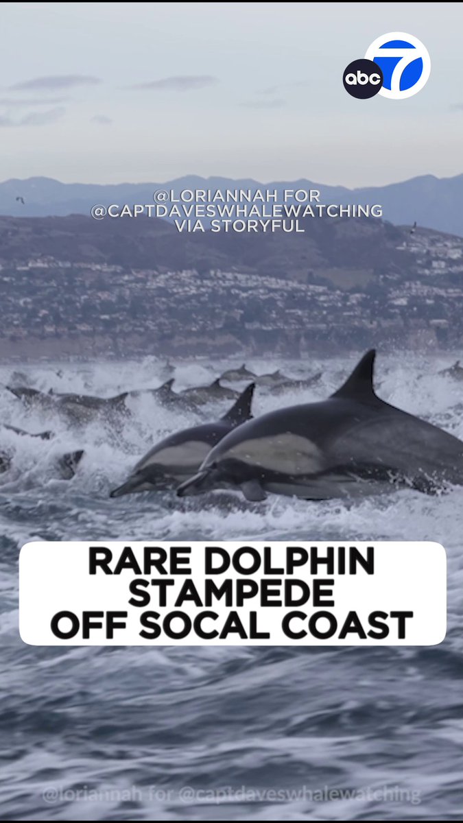 An exhilarating "dolphin stampede" was captured on video off the coast of Dana Point with around 5,000 dolphins swimming through the water on top of each other, according to touring company Capt. Dave’s Whale Watching. 🦈