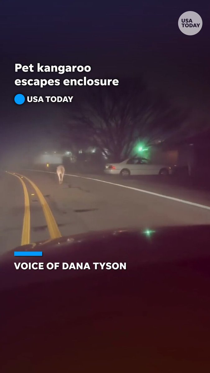A radio host in Texas couldn't believe her eyes when she saw a kangaroo hopping along a road on her way to work.