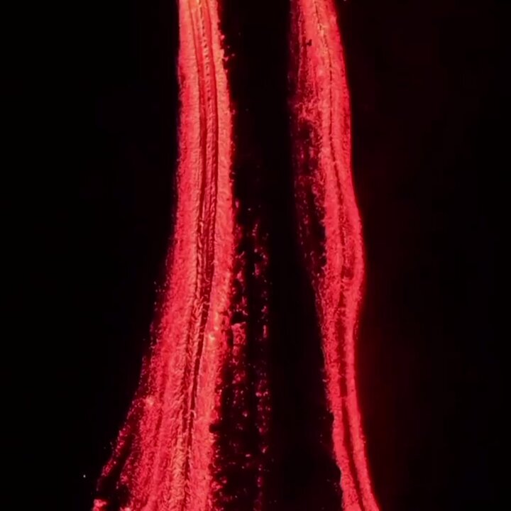 A stunning aerial view captures the intense activity at Stromboli volcano, with explosions ejecting scoria up to 300m high, in Italy 🇮🇹 (December 26, 2024)