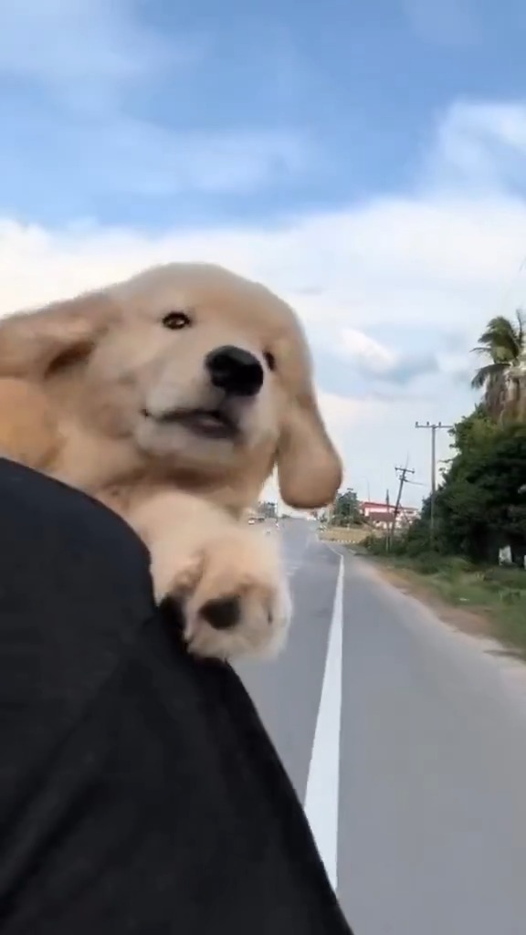 Adorable little buddy 🐕💜