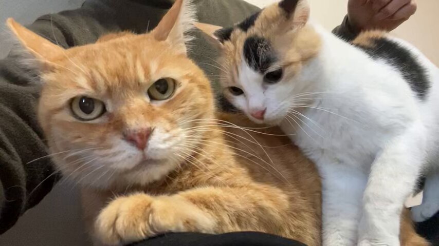 ボス猫とオス三毛猫の教育芸
