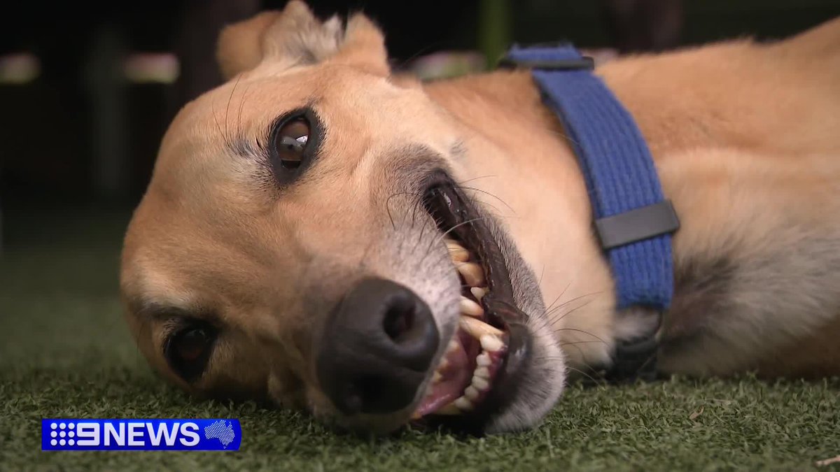 Some have won on the track and now they're hoping to win in life. A greyhound adoption program is on the hunt for families willing to welcome retired racing dogs into their homes. Jack Ward #9News