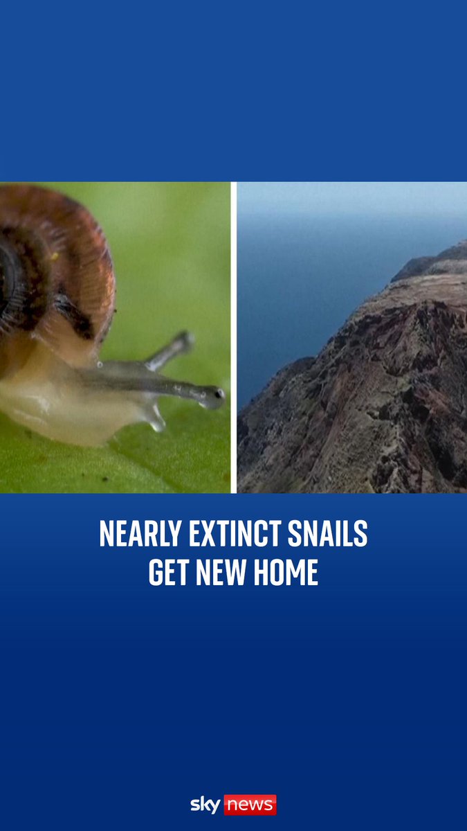 Snails once thought extinct are finding a new home in the Atlantic. Chester Zoo has successfully bred 1,329 snails and is relocating them to Bugio Island, a predator-free sanctuary.