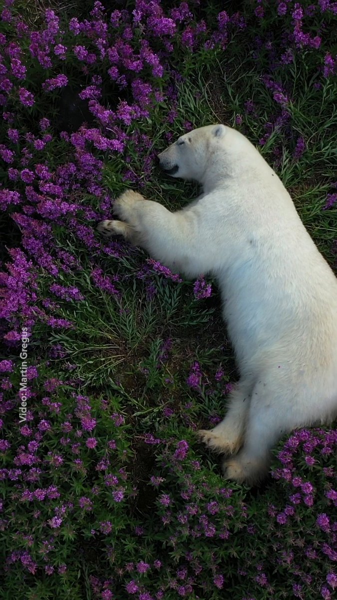 A polar bear on winter ice is a common sight—but this peaceful bear napping in a field of flowers is truly something else! Learn more about unusual polar bear behaviors and how photographer Martin Gregus, Jr. got this shot: