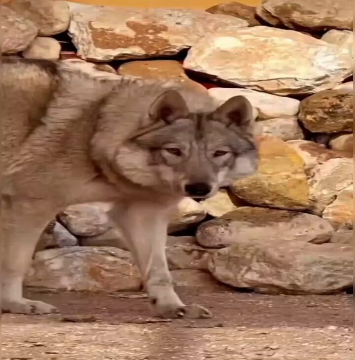 “Hayat savaştır. Ölümden korkan yaşamasın!” 💬 Hüseyin Nihal Atsız