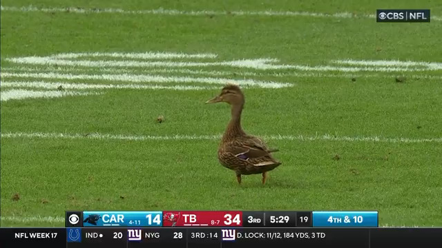 WHAT THE DUCK IS GOING ON IN TAMPA BAY
