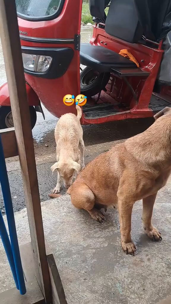 El compa que le da like y le responde todos los tuits a la morra. Ah y la defiende cuando es necesario.