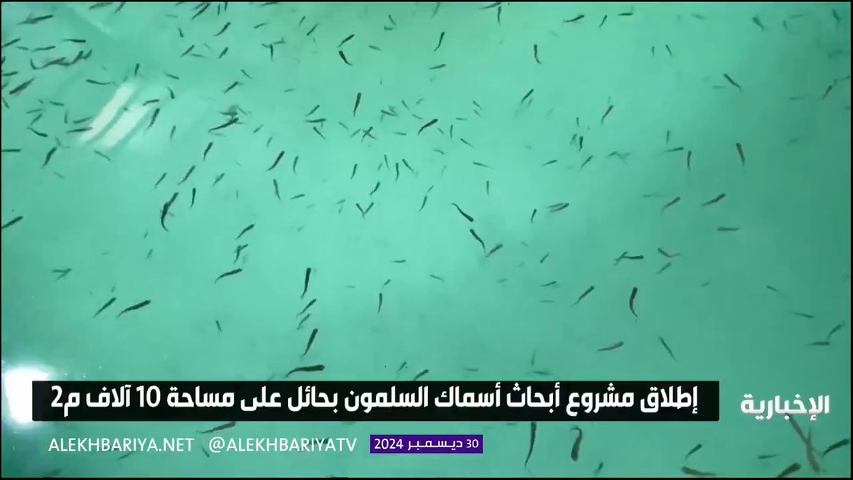 بهدف تعزيز الأمن الغذائي.. تدشين مشروع إنتاج أسماك السلمون في حائل #الإخبارية
